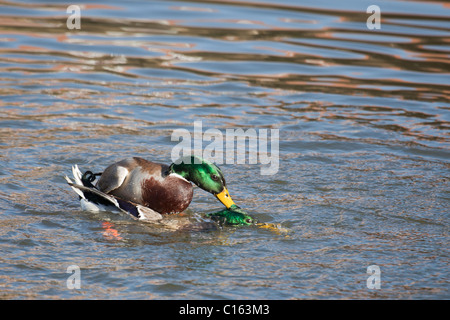 Deux hommes les canards colverts (Anas platyrhynchos) qui se battent pour une femelle (pas en droit). L'un essaie de noyer les autres. Banque D'Images