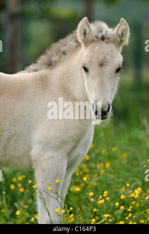 Cheval, poney Fjord norvégien, poulain on colorful spring meadow Banque D'Images