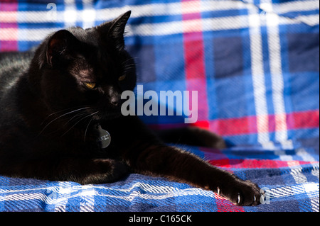 La chat noir sur un tapis de pique-nique au soleil Banque D'Images