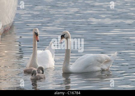 Paire de cygne tuberculé (Cygnus olor) avec cygnets. Waterhead, le lac Windermere, Cumbria, Royaume-Uni. De juin. Banque D'Images