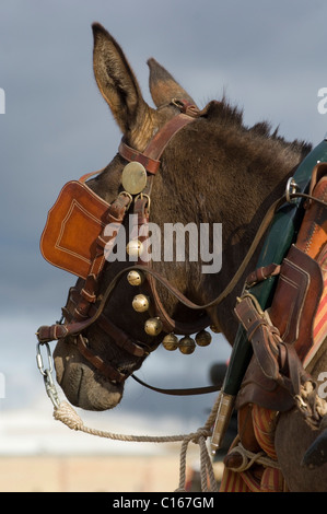 Mule pour le pèlerinage de Pentecôte à El Rocio, Andalousie, Espagne, Europe Banque D'Images