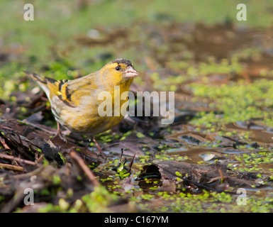 Tarin des pins (Carduelis spinus mâle) boire de l'étang des bois Banque D'Images