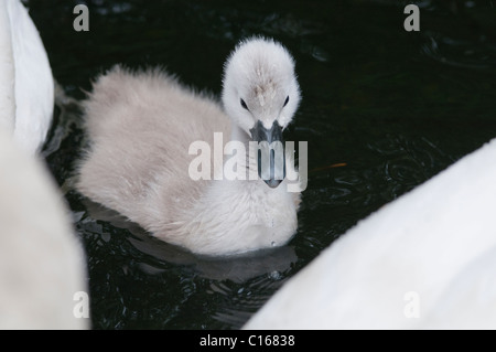 Mute swan (Cygnus olor) cygnet avec. Le lac Windermere, Cumbria, Royaume-Uni. De juin. Banque D'Images