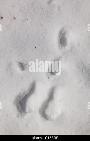 Lapin, Paw Print, près de Hightop, sentier des Appalaches, le Parc National Shenandoah, en Virginie, USA Banque D'Images