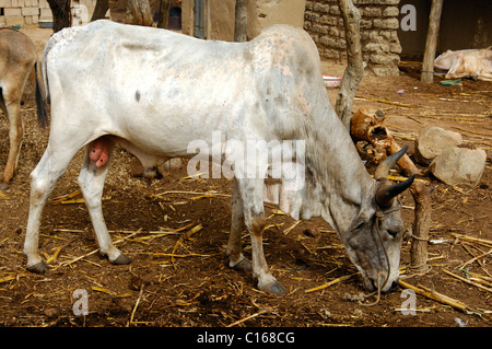 Zébu émaciés Bull (Bos primigenius indicus) dans un décrochage auxiliaire, Po, le sud du Burkina Faso, Afrique de l'Ouest Banque D'Images