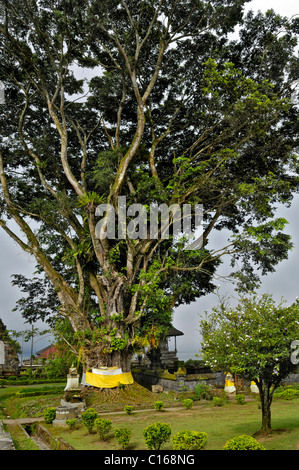 Le Bengale occidental ou Indien (Fig Ficus benghalensis), sur le lac Bratan en face de la Pura Ulun Danu Temple, Bali, Indonésie Banque D'Images