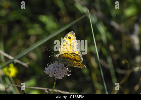 (Lasiommata megera Wall brown) collecte de nectar sur fleur - Vaucluse - Provence - France Banque D'Images