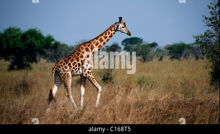 Giraffa camelopardalis. L'Ouganda. Le Parc national Queen Elizabeth.La girafe marche sur la savane. Banque D'Images