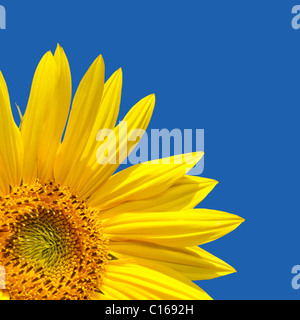 Modèle avec tournesol tournesol dans le coin avec beaucoup de ciel bleu. Le bleu est une couleur solide, facilement étendu. Banque D'Images