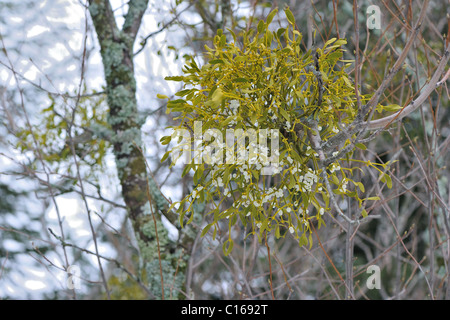 Le gui d'Europe (Viscum album) hemi-parasitaires de plus en plus d'arbustes sur les branches d'un peuplier en hiver - Vaucluse - Provence - France Banque D'Images