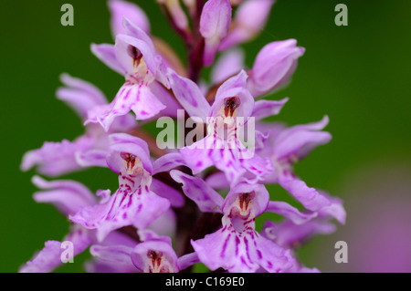 La santé de l'ouest (Dactylorhiza maculata) Banque D'Images