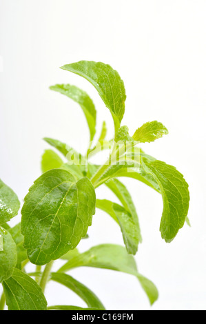 Sweetleaf (Stevia rebaudiana) Banque D'Images