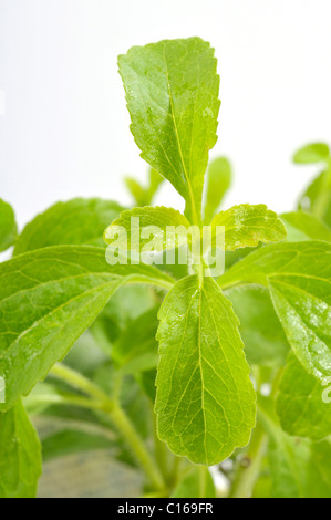 Sweetleaf (Stevia rebaudiana) Banque D'Images