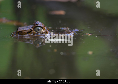 (Bébé Caiman crocodilus) sur un étang, forêt primaire, le Costa Rica, Osa Peninsula Banque D'Images