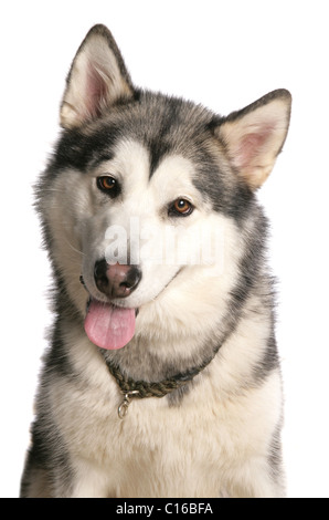 Alaskan Malamute adulte seul portrait dans un studio UK Banque D'Images