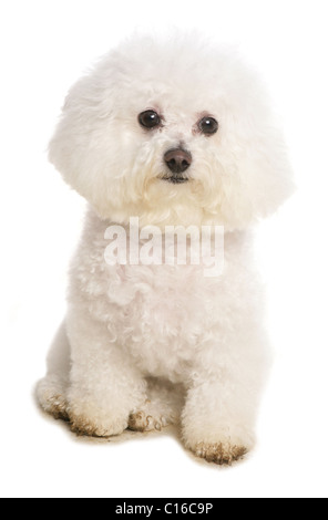 Bichon Frise adulte seul assis dans le studio UK Banque D'Images