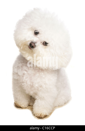 Bichon Frise adulte seul assis dans le studio UK Banque D'Images