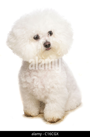 Bichon Frise adulte seul assis dans le studio UK Banque D'Images