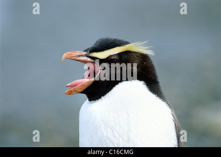 Fiordland Crested Penguin (Eudyptes pachyrhynchus), appelant, île du Sud, Nouvelle-Zélande Banque D'Images