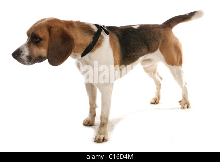 Beagle adulte seul debout dans un studio UK Banque D'Images