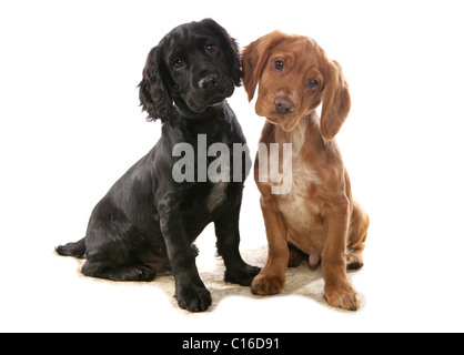 Deux chiots Cocker assis dans un studio UK Banque D'Images