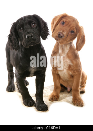 Deux chiots Cocker assis dans un studio UK Banque D'Images
