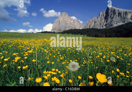 Prairie fleurie alpine avec la renoncule rampante (Ranunculus repens) et le pissenlit (Taraxacum) officinalein en face de Langkofel Banque D'Images