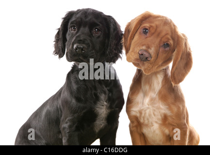 Deux chiots Cocker assis dans un studio UK Banque D'Images