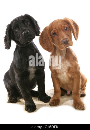 Deux chiots Cocker assis dans un studio UK Banque D'Images