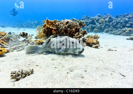 Un poisson-globe géant sur le fond d'un lagon de sable fin bordés d'une barrière avec un plongeur dans l'arrière-plan Banque D'Images