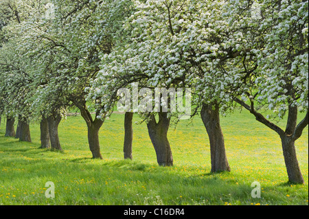 Avenue de poiriers en fleurs, Geretschlag, Bucklige Welt, Basse Autriche, Autriche, Europe Banque D'Images