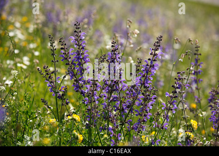 Meadow Sauge (Salvia pratensis), Bavaria, Germany, Europe Banque D'Images