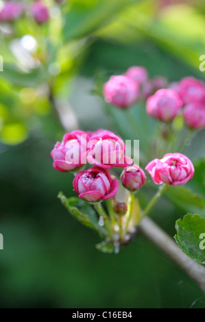 Les fleurs de l'Aubépine lisse ou Mayflower (Crataegus laevigata) Banque D'Images