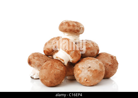 Champignons biologiques (Agaricus) Banque D'Images