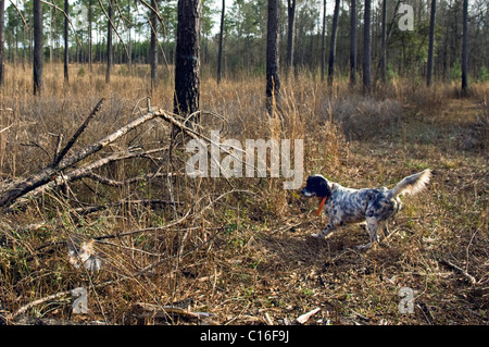 Setter anglais sur Point comme Colins bouffées de chaleur au cours de l'aHunt de Piney Woods, Georgia Dougherty Comté Banque D'Images