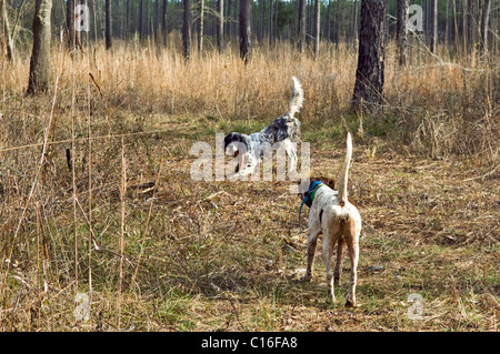 English Setter et Pointer Anglais sur point durant une Colins Hunt dans le Piney Woods de Dougherty Comté (Géorgie) Banque D'Images