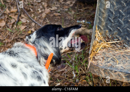 Setter anglais l'eau potable de la partie saillante au cours d'une chasse aux cailles Bob White dans le Piney Woods de Dougherty Comté (Géorgie) Banque D'Images