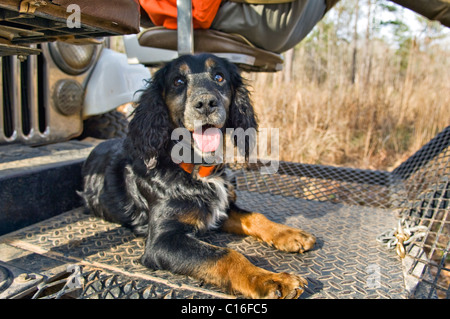 Cocker Anglais circonscription sur la chasse de forage pendant un Bob White Quail Hunt dans le Piney Woods de Dougherty Comté (Géorgie) Banque D'Images