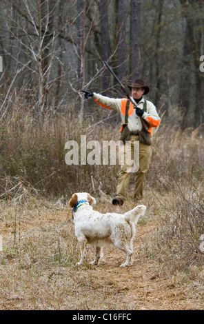 Chasseur d'oiseaux des hautes terres en donnant des signes de la main de Setter anglais pendant un Colins Hunt dans le Piney Woods de la Géorgie Banque D'Images