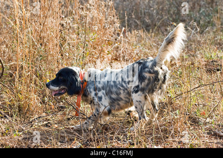 Setter anglais verrouillés sur point durant une Colins Hunt dans le Piney Woods de Dougherty Comté (Géorgie) Banque D'Images