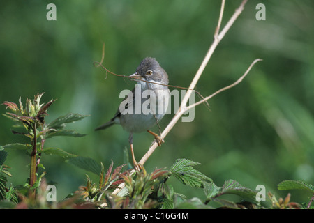 Fauvette grisette (Sylvia communis) avec le matériel du nid Banque D'Images