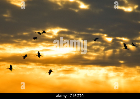 La Grue en vol silhouette sur le coucher du soleil dans le comté de Jackson, dans l'Indiana Banque D'Images