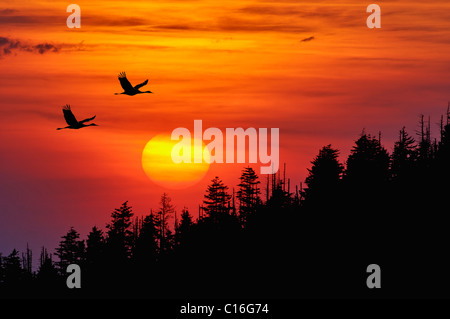 La grue Silhouetté voler contre un coucher de soleil dans les Smoky Mountains National Park à New York Banque D'Images