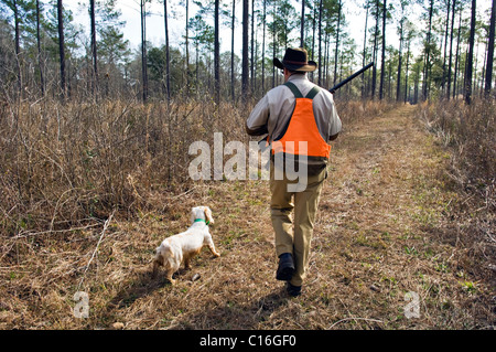 Chasseur d'oiseaux de montagne Marche à travers le Piney Woods suivi d'un Cocker Anglais au cours d'une chasse Colins en Géorgie Banque D'Images