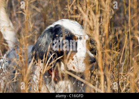 Close Up of English Setter verrouillés sur point durant une Colins Hunt dans le Piney Woods de Dougherty Comté (Géorgie) Banque D'Images