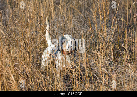 Setter anglais verrouillé sur le point au cours d'une caille Colins Hunt dans le Piney Woods de Dougherty Comté (Géorgie) Banque D'Images