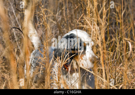 Setter anglais verrouillé sur le point au cours d'une caille Colins Hunt dans le Piney Woods de Dougherty Comté (Géorgie) Banque D'Images