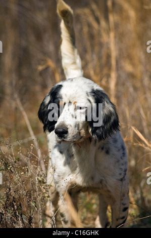 Setter anglais verrouillé sur le point au cours d'une caille Colins Hunt dans le Piney Woods de Dougherty Comté (Géorgie) Banque D'Images