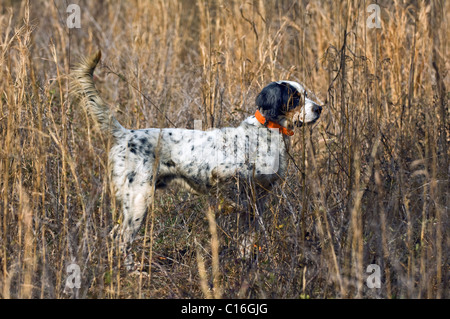 Setter anglais verrouillé sur le point au cours d'une caille Colins Hunt dans le Piney Woods de Dougherty Comté (Géorgie) Banque D'Images