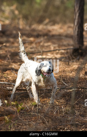 Setter anglais verrouillé sur le point au cours d'une caille Colins Hunt dans le Piney Woods de Dougherty Comté (Géorgie) Banque D'Images